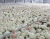 Import factory price chicken drinker and feeder for sale from China