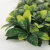 Import Fire Retardant High Quality Osmanthus Leaves Artificial Grass Wall Artificial Green Wall Artificial Ornamental Plants for Decor from China