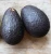 Import FRESH AVOCADO WITH GOOD PRICE AND HIGH QUALITY from Vietnam