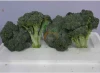 Fresh Broccoli cheap price