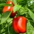 Import Fresh Capsicum (Bell Pepper) with low price - Best for your dishes from South Africa