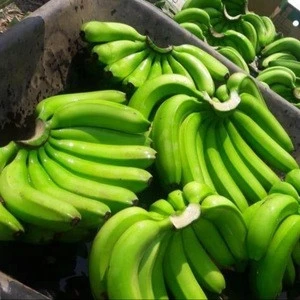 Fresh Cavendish Banana, plantains, ripe