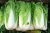 Import Fresh Chinese Cabbage For Sale from Vietnam