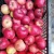 Import Fresh Jiguan Apples with Economic Price from China