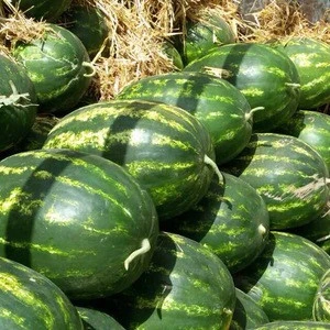 Fresh Juicy Watermelons Best Quality Watermelons