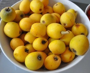Fresh Loquat fruit