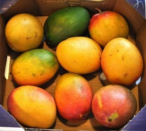 Fresh Mango Alphonso