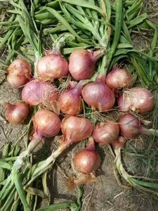 Fresh onion scallion pack onion bag