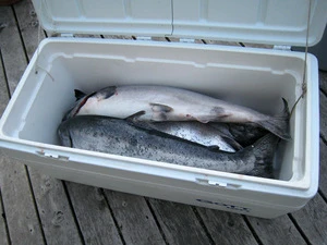 Fresh Seafood, Fresh Salmon fish with Norwegian Origin