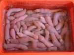Fresh/Dried Sea Cucumber