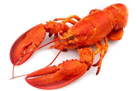 Frozen and Live Lobsters, Fresh & Frozen Lobster