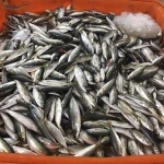 frozen mackerel bonito sardine horse mackerel
