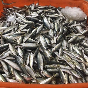 frozen mackerel bonito sardine horse mackerel