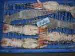 FROZEN RAW LOBSTER WHOLE