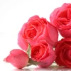 GMP Certified Manufacturer of Rose Oil Wholesale Bulk Supply Essential Oil for Candle Making