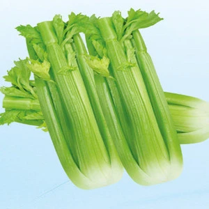 good quality fresh celery for sale