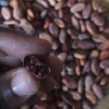 Good Quality Tanzania dried organic raw  cacao beans for sale