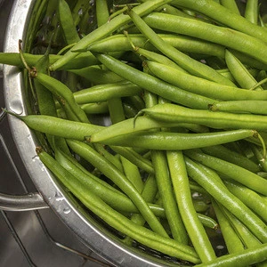Green Beans Raw Fresh Elongated String Green Beans 100% Quality