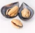 Import HACCP Certificate seafood shellfish frozen half shell mussel from China