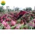 Import HIGH QUALITY FRESH DRAGON FRUITS FROM VIET NAM from Vietnam