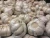Import High Quality Fresh White Garlic Cheap Price High Quality Global Gap from Vietnam from Vietnam