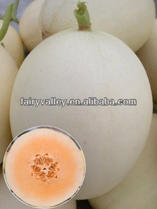 Hybrid F1 White Sweet Melon Seeds For Growing-Improved Snow Red F1
