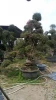 Import ornamental plants Purple bougainvillea bonsai