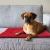 Indoor and Outdoor Sleeping Dog Mat Soft Velvet Pad Anti-Slip Machine Washable Bed
