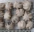 Import IQF Frozen Baby Octopus from China