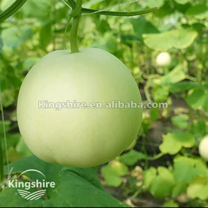 Kingshire Hybrid Japanese Sweet Melon Seed lingsFor Wholesale