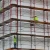 Import ladder frame used scaffolding for sale from China