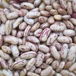 Light speckled kidney bean LSKB Pinto bean butter bean size 200-220pcs new crop on hot sale