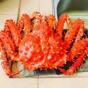 Live King Crab for Sale