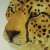 Import Luxury 3d Statue Resin  Animal Home Decoration Seating Leopard Figurine Sculpture Living Room Corner Decorresin from China