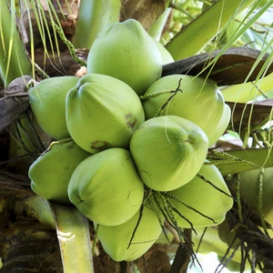 Mature Green Coconut For Sale