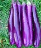ME17 Shanzi high yield purple-red hybrid eggplant seeds for cultivating