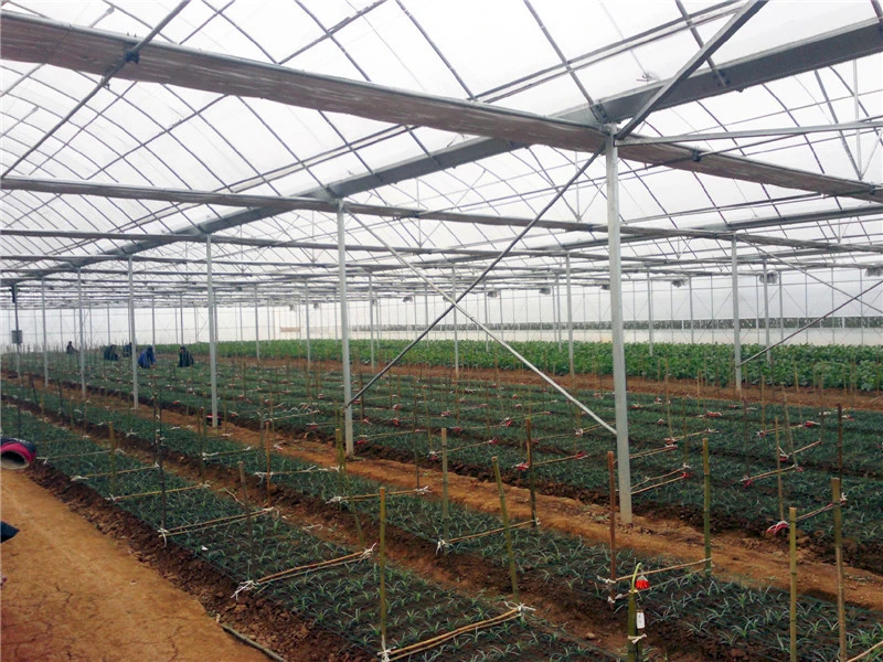 Multi-span Thin Film Greenhouses - Intelligent Greenhouse_
