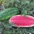 Import MW03 Gaoshai Oval Shape Red Watermelon Hybrid Seeds & Seedlings For Planting from China