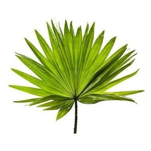 Natural Saw Palmetto Extract 25% 45% Saw palm Fatty acid from oil