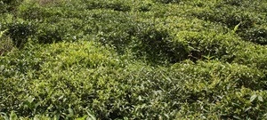 Nepal White tea