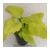 Import New arrival natural plant golden philodendron bonsai from China