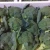 Import New crop high quality bulk fresh vegetable green chinese broccoli from China