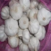 Optimum companies sell garlic fruit seeds to plant needing distributors