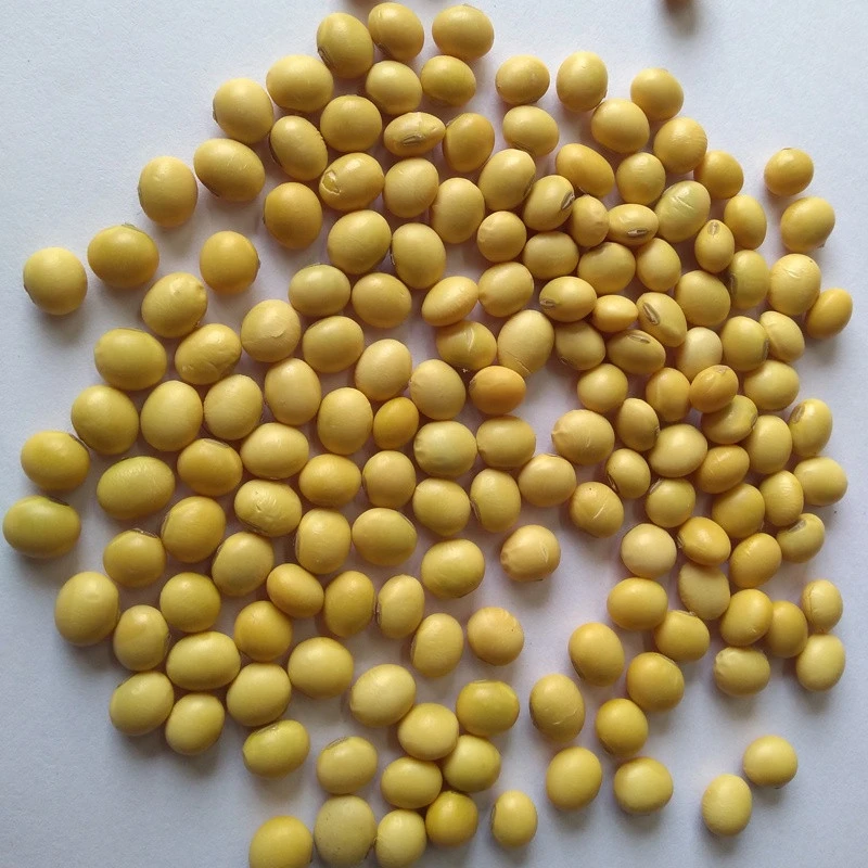 Organic Soybean Seeds/Soyabean Seeds from India at Affordable Price