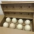 Import Ostrich chicks and fertile ostrich eggs from United Kingdom