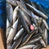 Pacific mackerel frozen Scomber Japonicus fish wholesale