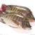 Import Pacific mackerel frozen spanish mackerel seafood from China
