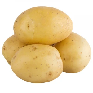 Potatoes :  export Holland fresh potato seed/seeds prices for sale