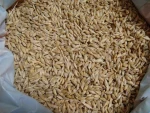 Premium High Quality  Animal Feed Barley