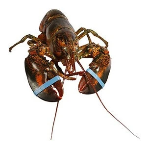 Quality Certified Frozen Seafood Canadian Lobsters